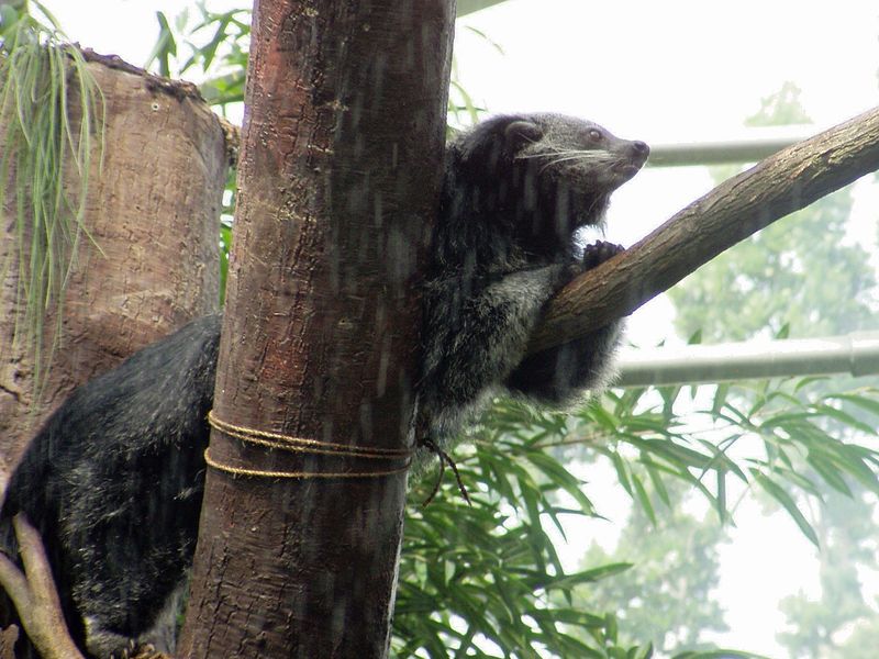 Soubor:Arctictis binturong03.jpg