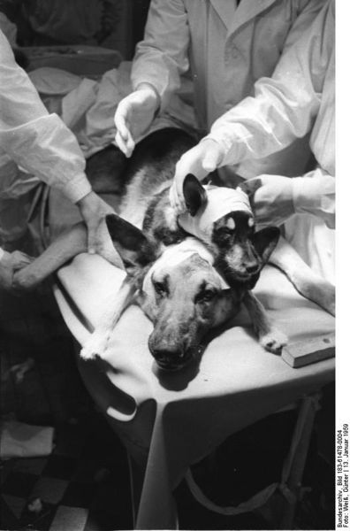 Soubor:Bundesarchiv Bild 183-61478-0004, Kopftransplantation durch Physiologen Demichow.jpg