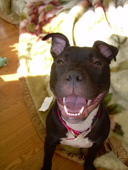 Soubor:Pitbullsmile.jpg