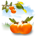 Fruits - Persimmon.png