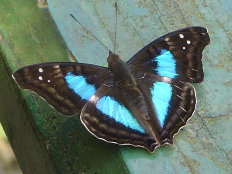 Soubor:Mariposa PN Iguazu.JPG