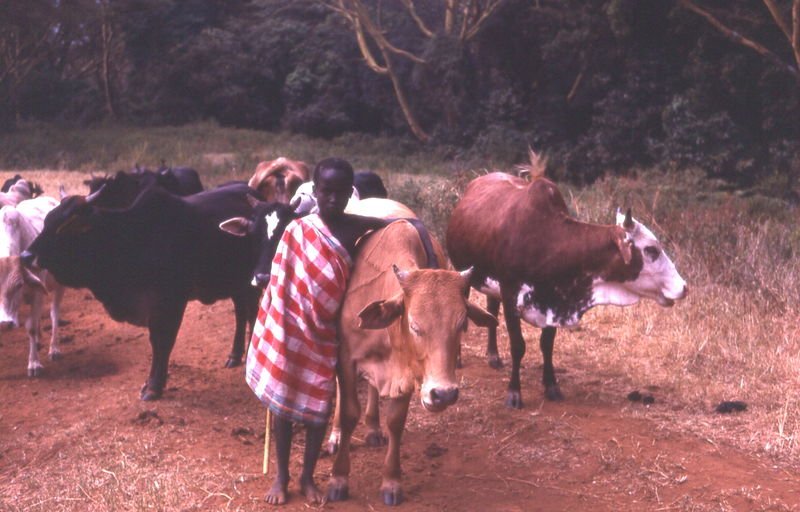 Soubor:Young Maasai herder Kenya, 1979.jpg