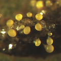 Myxococcus xanthus.png