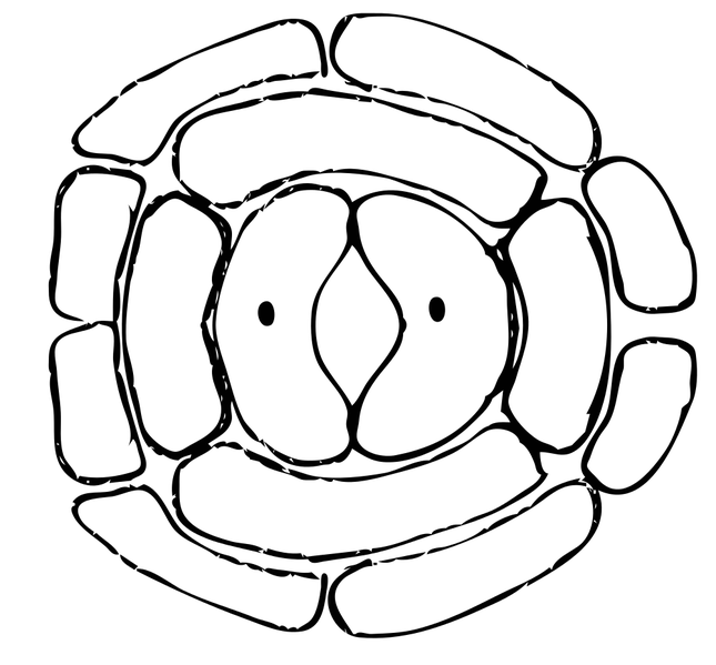 Soubor:Amphibrachyparatetracytic stoma.png