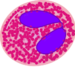 Eosinophil.png