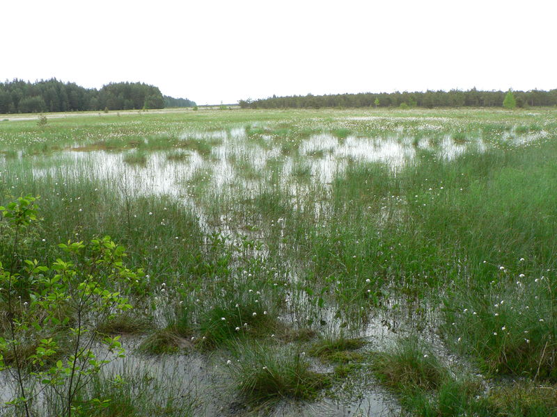 Soubor:Cepkeliu marsh.jpg