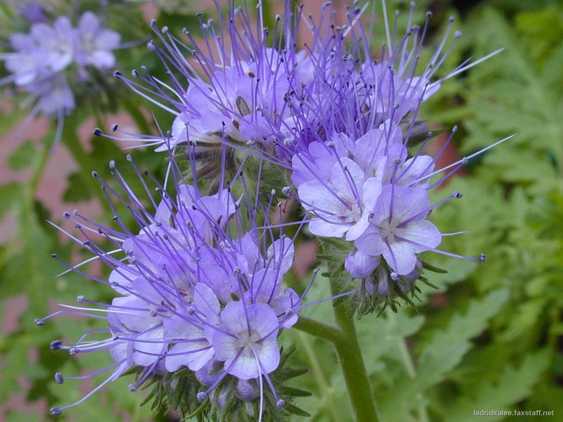 Soubor:Phacelia tanacetifolia fax02.jpg