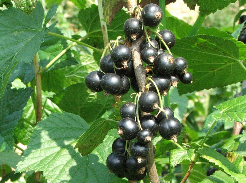 Soubor:Ribes nigrum a1.JPG