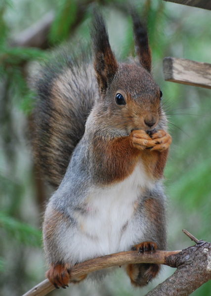 Soubor:Sciurus vulgaris Suomi-e.jpg