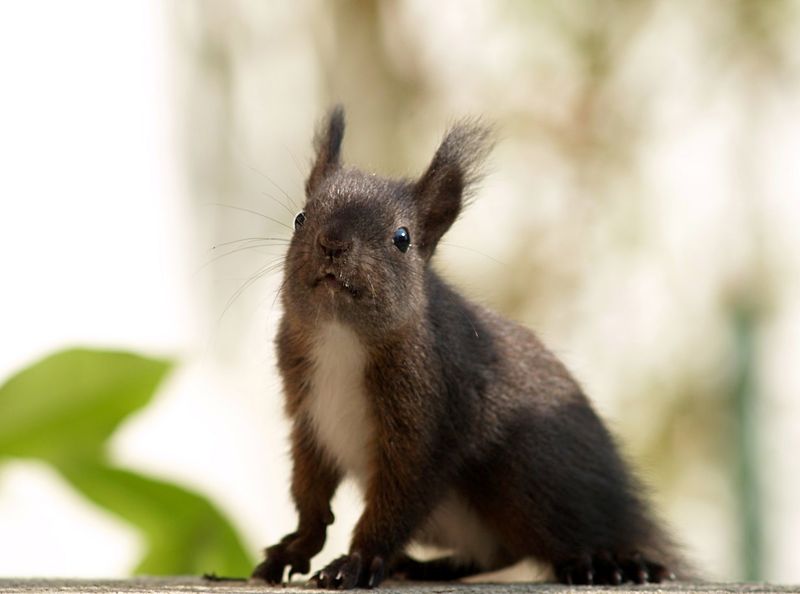 Soubor:Squirrel germany.jpg