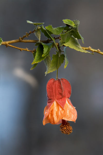 Soubor:Abutilon ×hybridum Patrick Synge.jpg