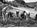 Bundesarchiv B 145 Bild-F004724-0007, Meckenheim, Kartoffelernte.jpg