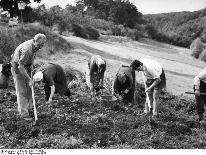 Soubor:Bundesarchiv B 145 Bild-F004724-0007, Meckenheim, Kartoffelernte.jpg