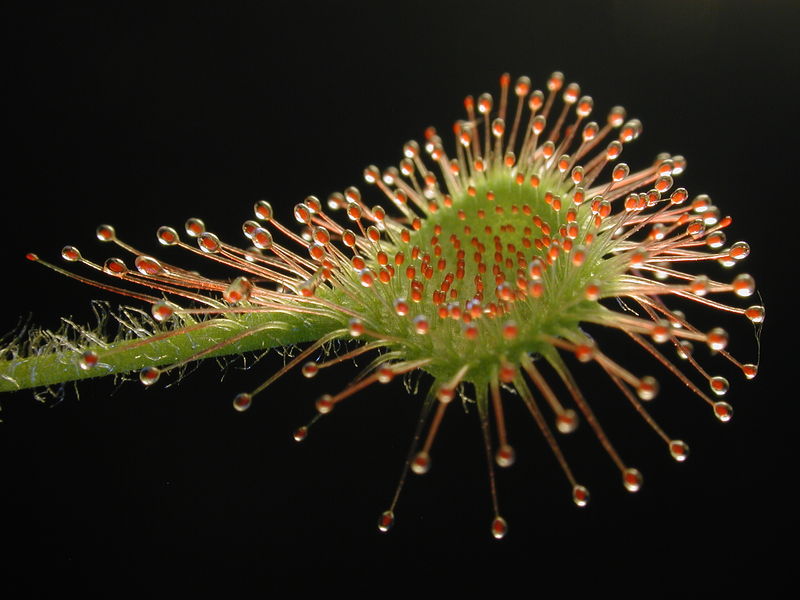 Soubor:Drosera rotundifolia leaf1.jpg