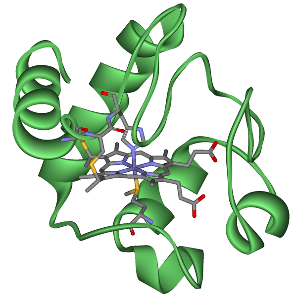 Soubor:Cytochrome c.png