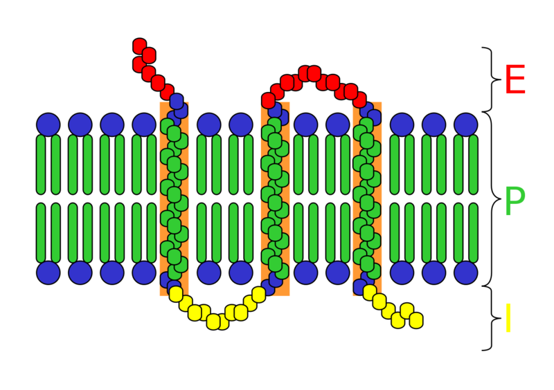 Soubor:Transmembrane receptor.png