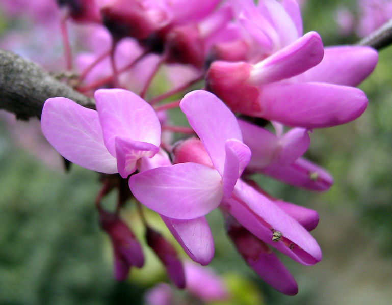 Soubor:Cercis Siliquastrum.jpg