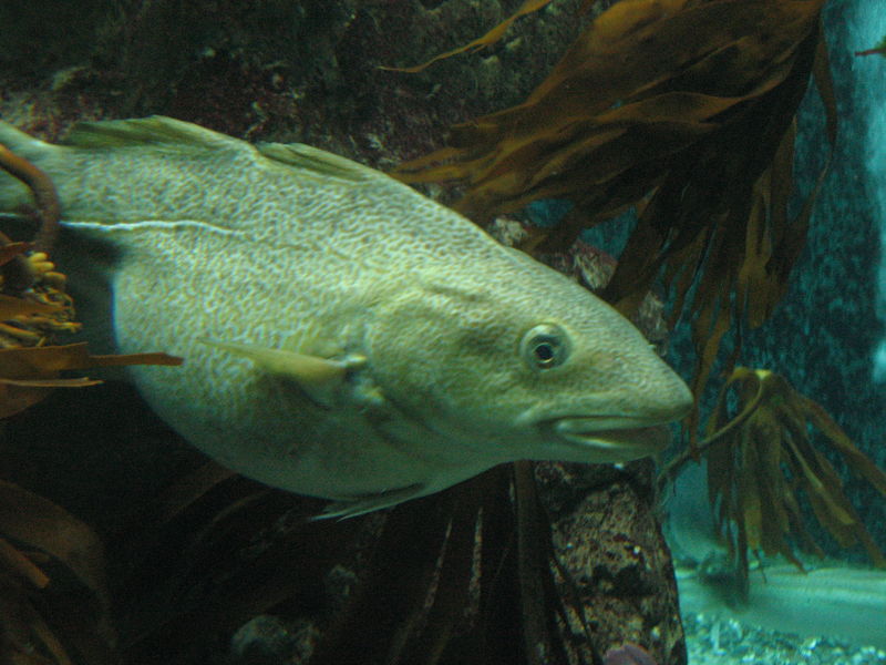 Soubor:Cod at MacDuff Aquarium by Bruce McAdam.jpg