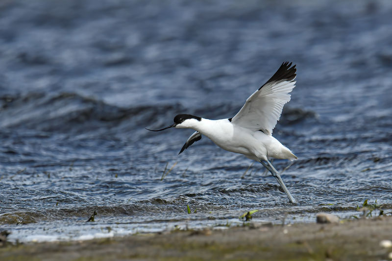 Soubor:Pied Avocets 2020-05-16-01-Flickr.jpg