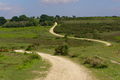 "The Snake Road", New Forest - geograph.org.uk - 910091.jpg