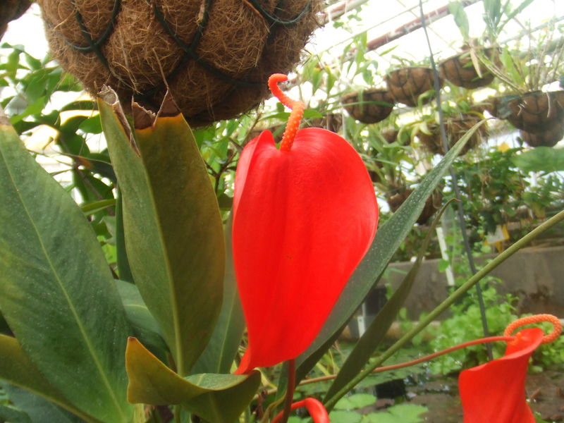 Soubor:Anthurium scherzerianum.jpg