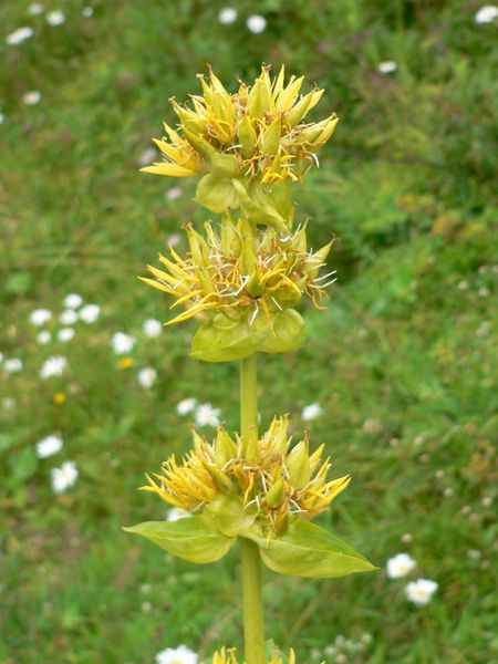 Soubor:Gentiana lutea.JPG