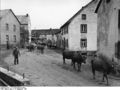 Bundesarchiv B 145 Bild-F004725-0007, Rengen-Eifel, Viehtrieb.jpg