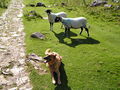 'Ay ewe^ Is that a wolf^' - geograph.org.uk - 747505.jpg