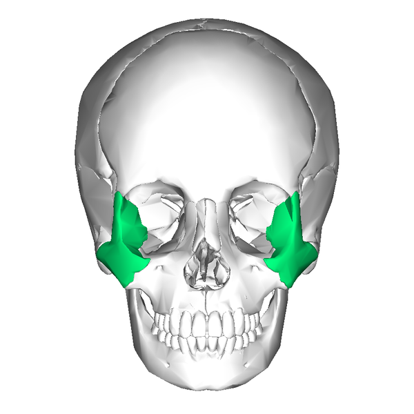 Soubor:Zygomatic bone anterior.png