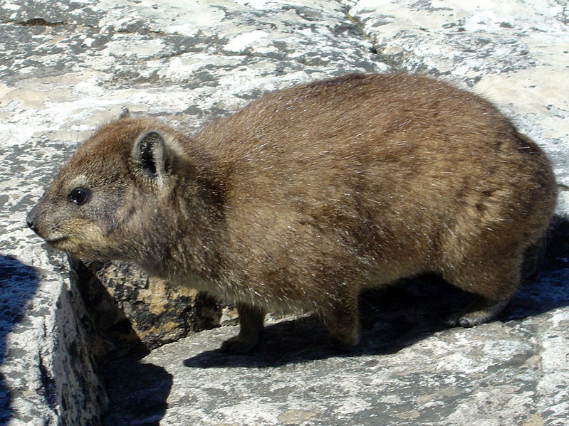 Soubor:Dassie4.jpg