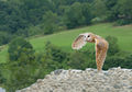 Tyto alba 1 Luc Viatour.jpg