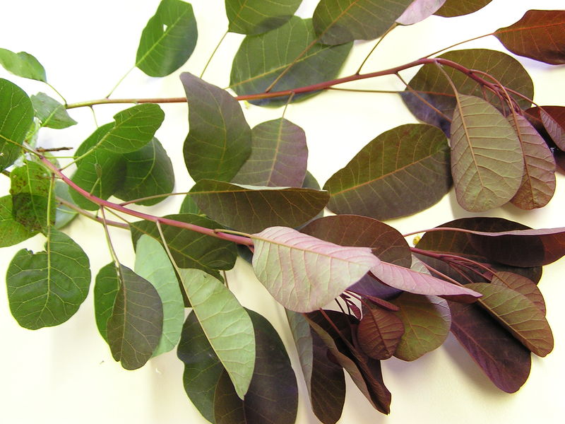 Soubor:Cotinus coggygria4.JPG