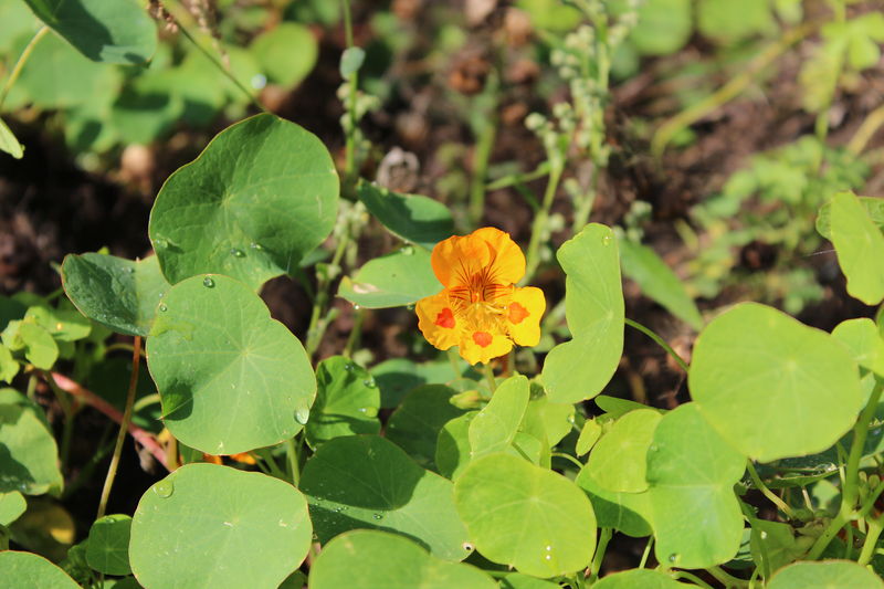 Soubor:Tropaeolum minus 01.JPG