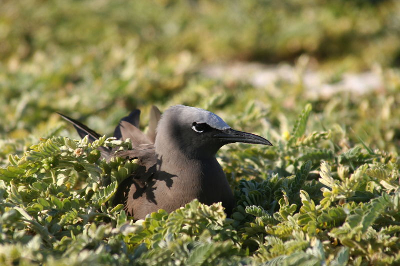 Soubor:Anous stolidus nesting.JPG