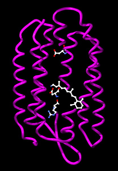 Soubor:Bacteriorhodopsin.png