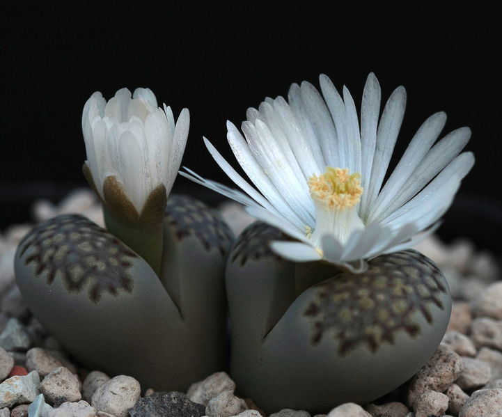 Soubor:Lithops julii fulleri.jpg