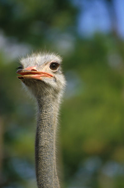 Soubor:Ostrich140.jpg