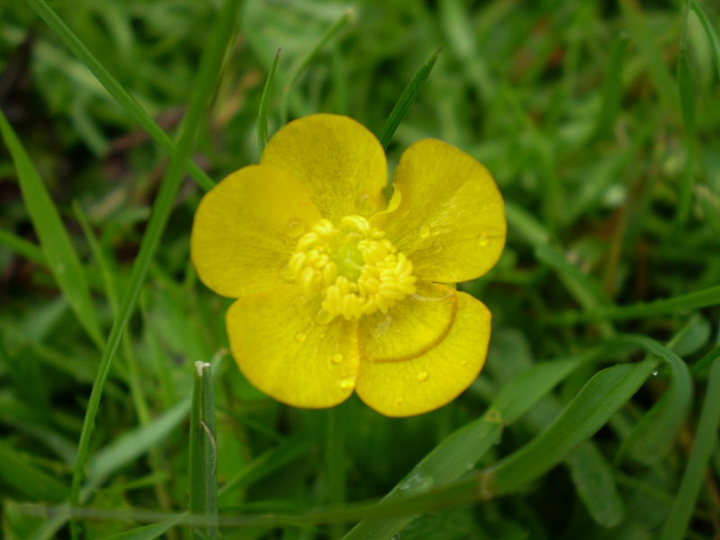 Soubor:Ranunculus repens 0.0 R.jpg