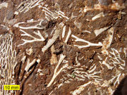 OilShaleFossilsEstonia.jpg