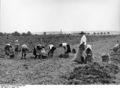 Bundesarchiv B 145 Bild-F004601-0007, Zülpich, Kartoffelernte.jpg