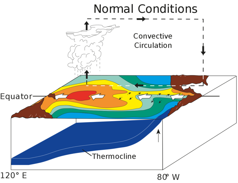 Soubor:ENSO - normal.png