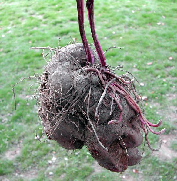 Soubor:Dioscorea (Taiwan).jpg