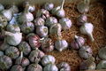 Knoblauch Allium sativum in a store.JPG