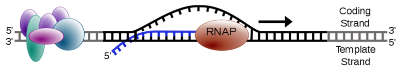 Soubor:Simple transcription elongation1.png