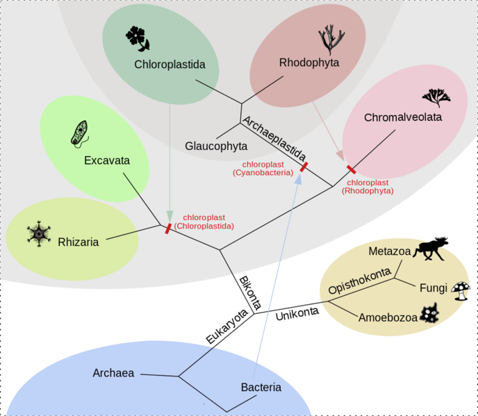 Soubor:Cladogram chloroplast supergroups.png