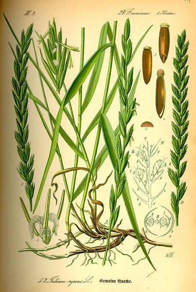 Soubor:Illustration Elytrigia repens0.jpg