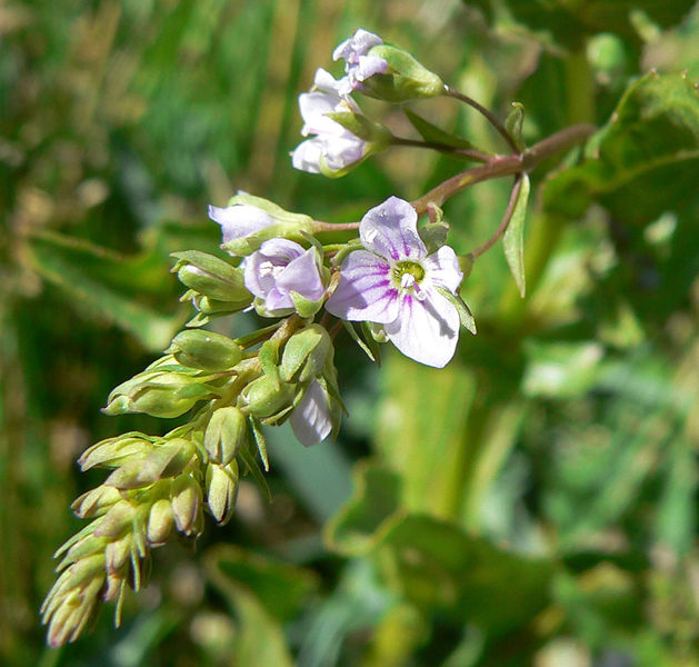 Soubor:Veronica anagallis-aquatica 5.jpg