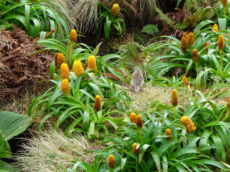 Soubor:Bulbinella rossi and Australasian pipit.jpg