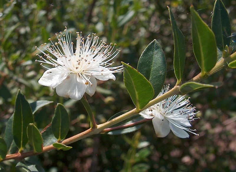 Soubor:Myrtus communis1.jpg