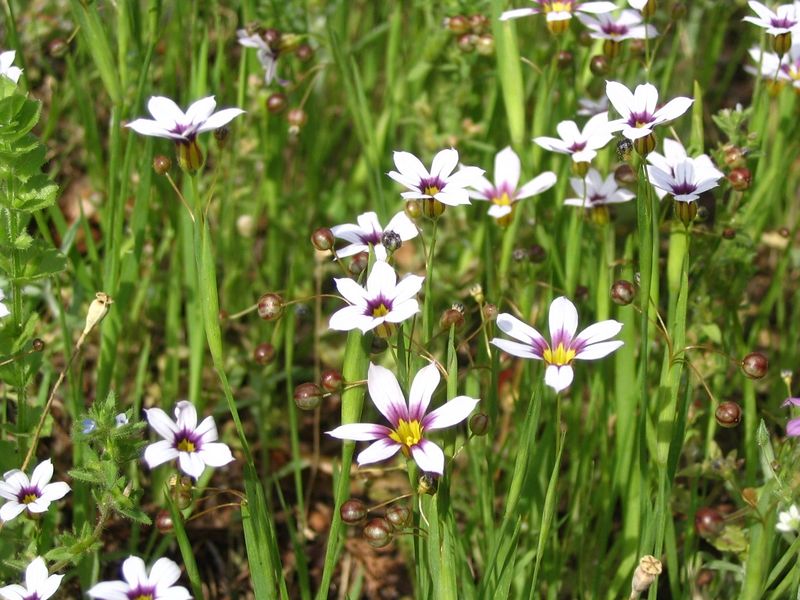 Soubor:Sisyrinchium atlanticum.jpg